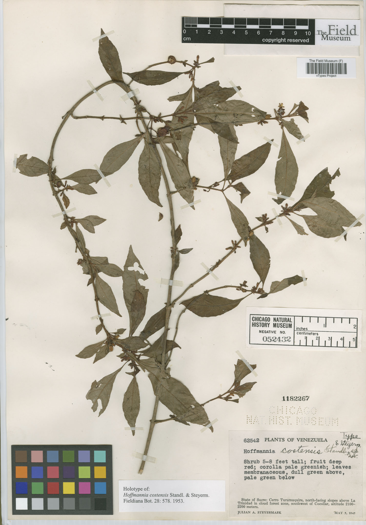Hoffmannia triosteoides subsp. costensis image