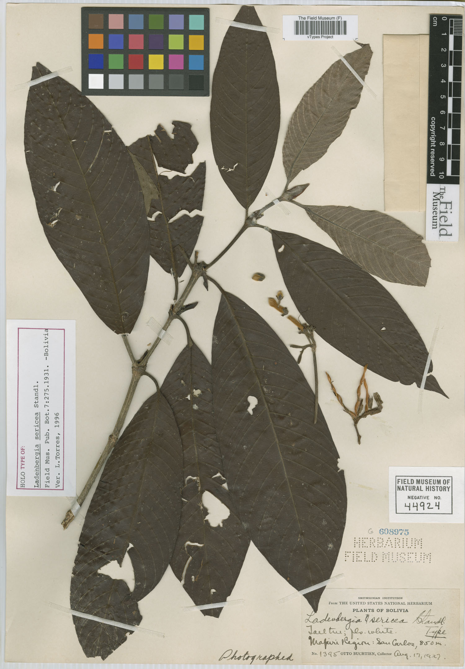 Ladenbergia sericea image