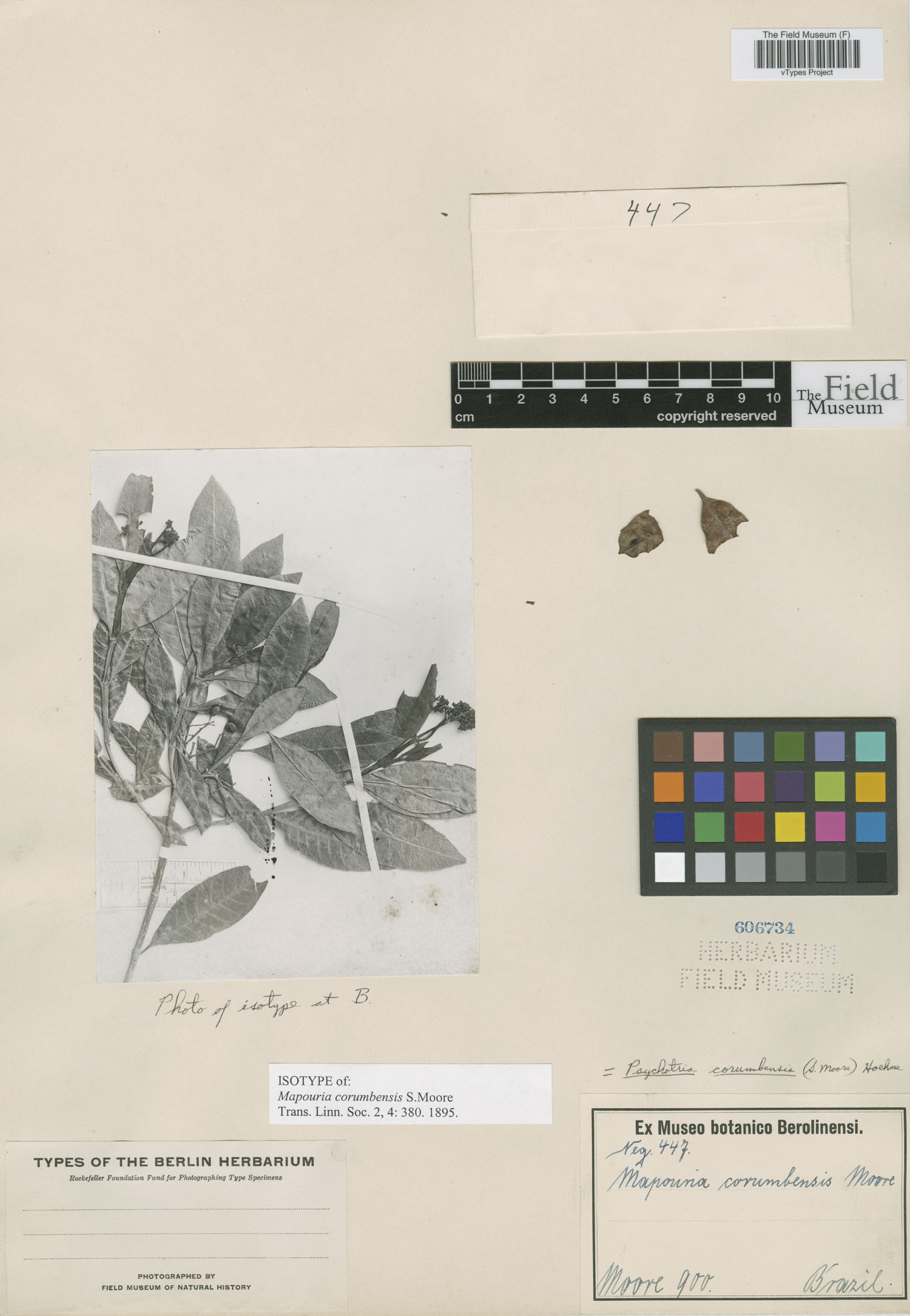 Psychotria anceps image