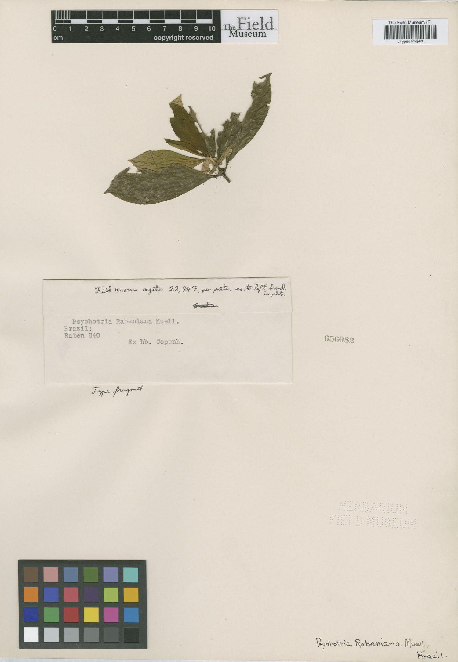 Psychotria rabeniana image