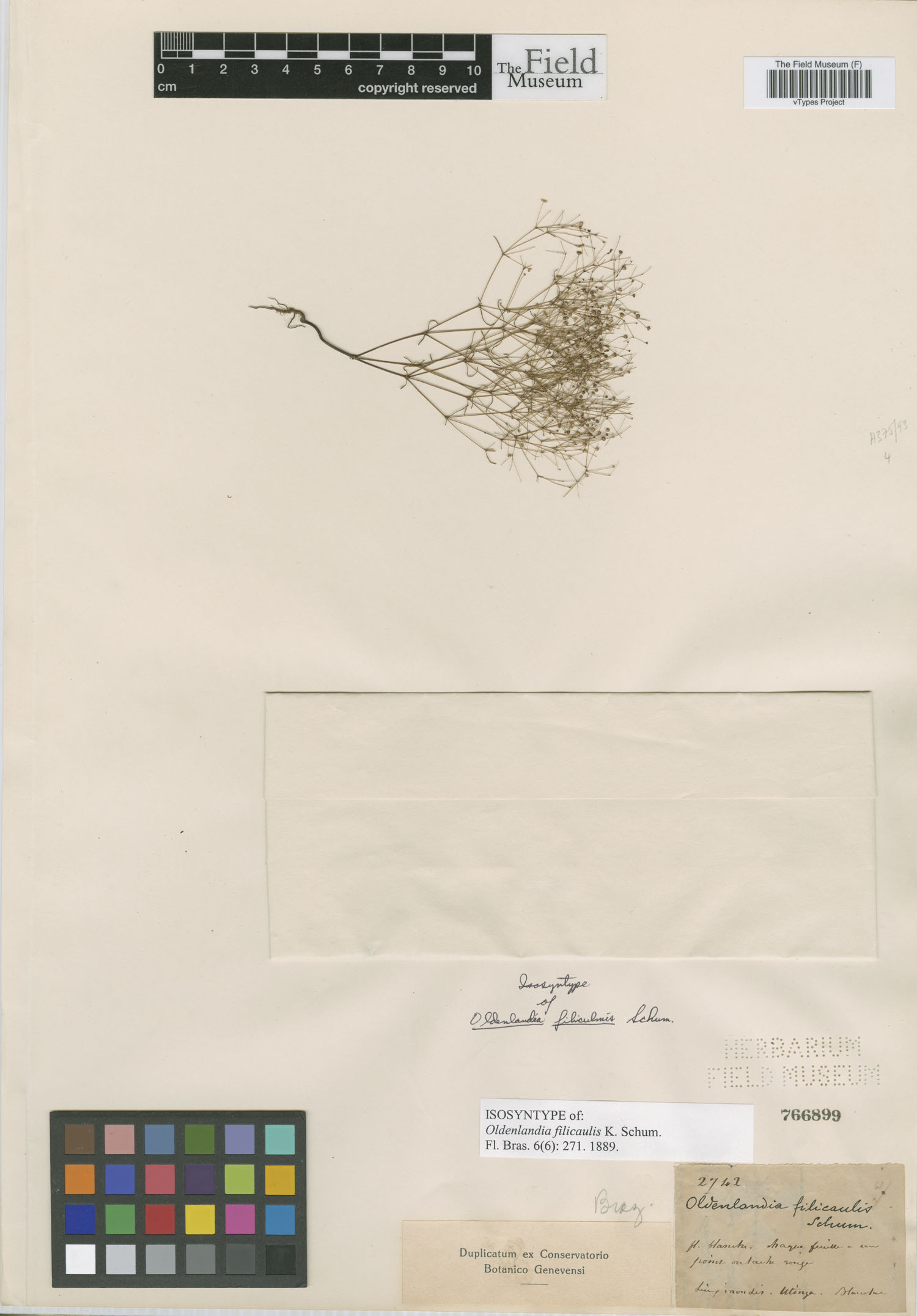 Oldenlandia filicaulis image