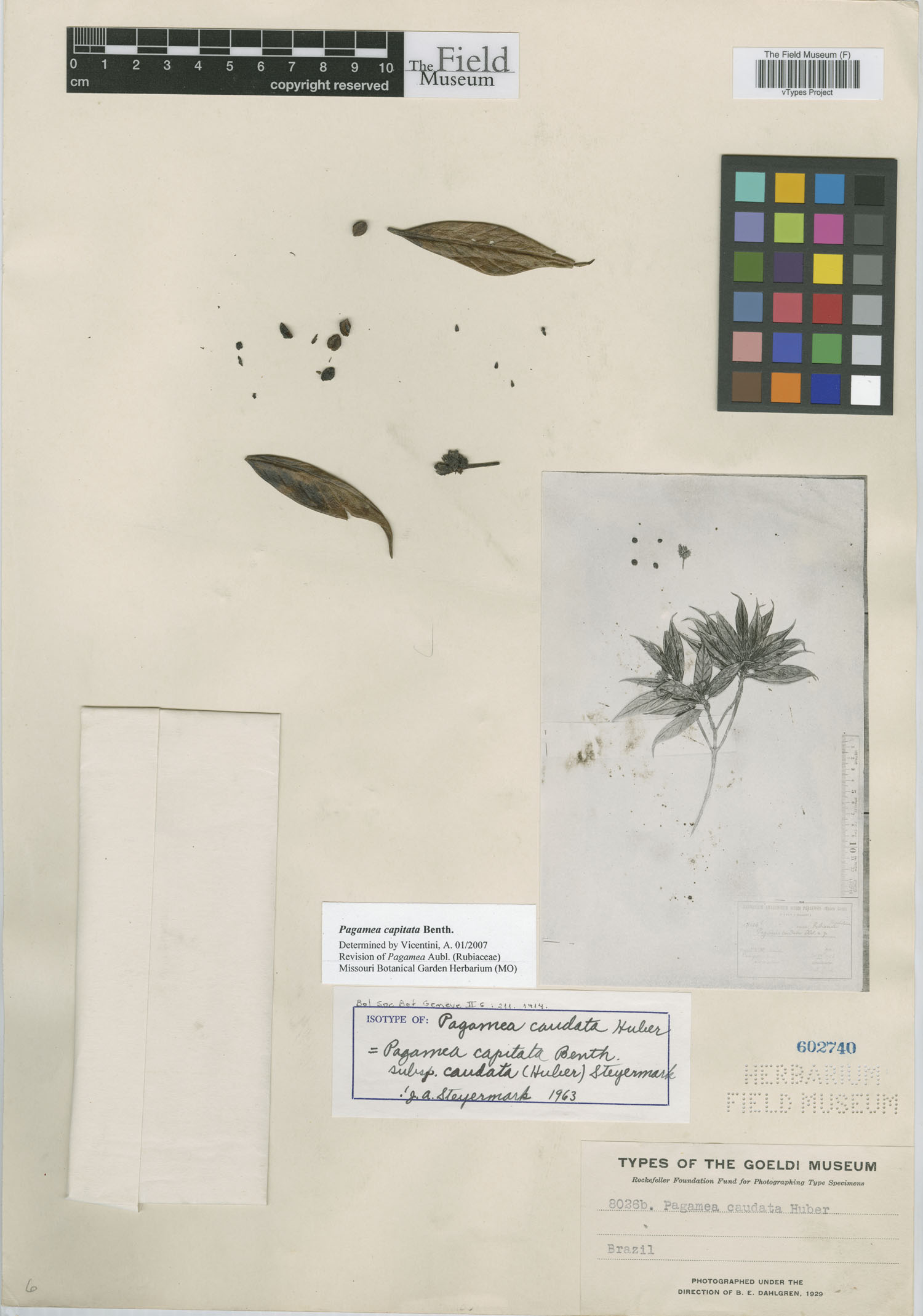 Pagamea capitata subsp. caudata image