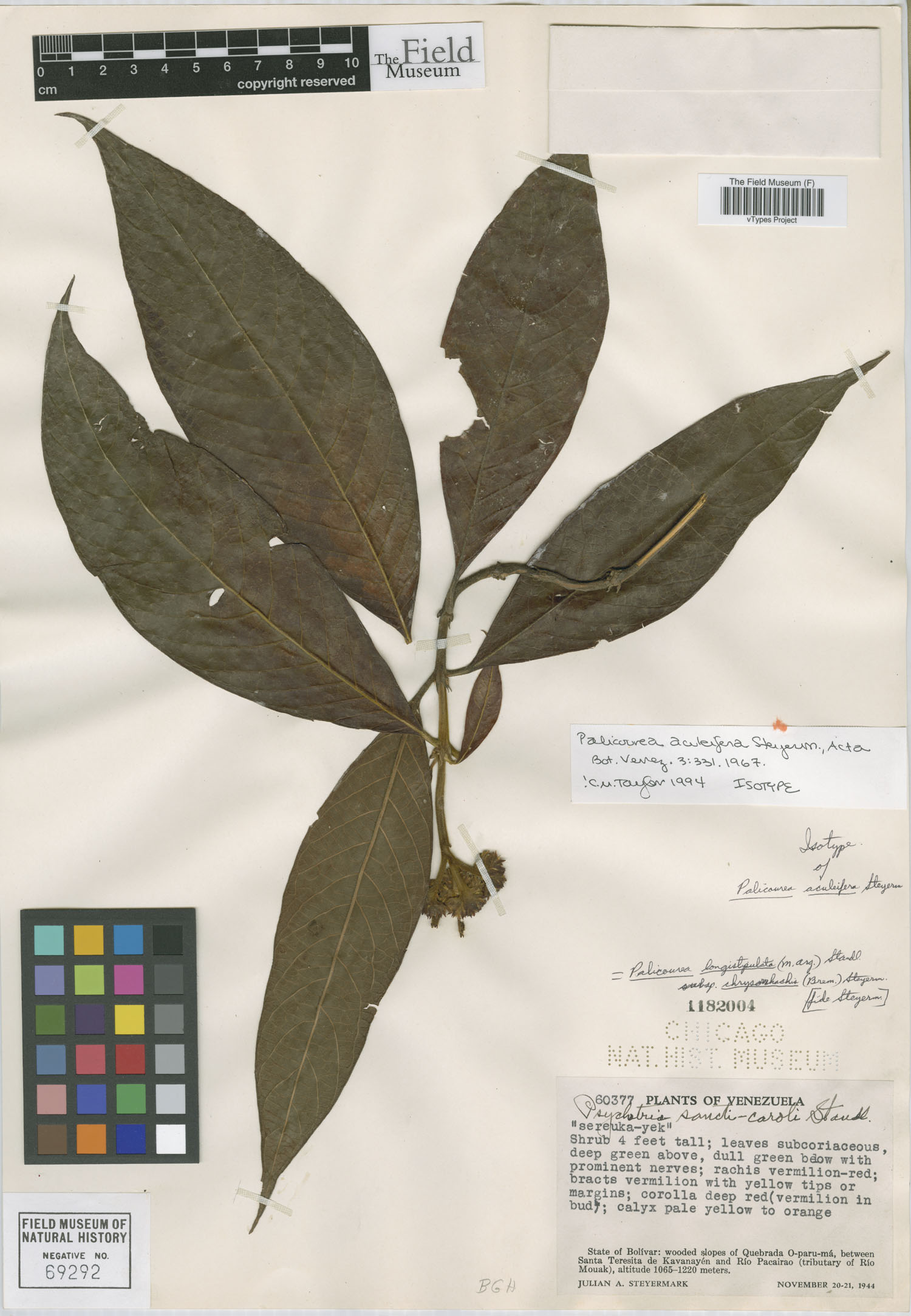Palicourea longistipulata subsp. chrysorrhachis image