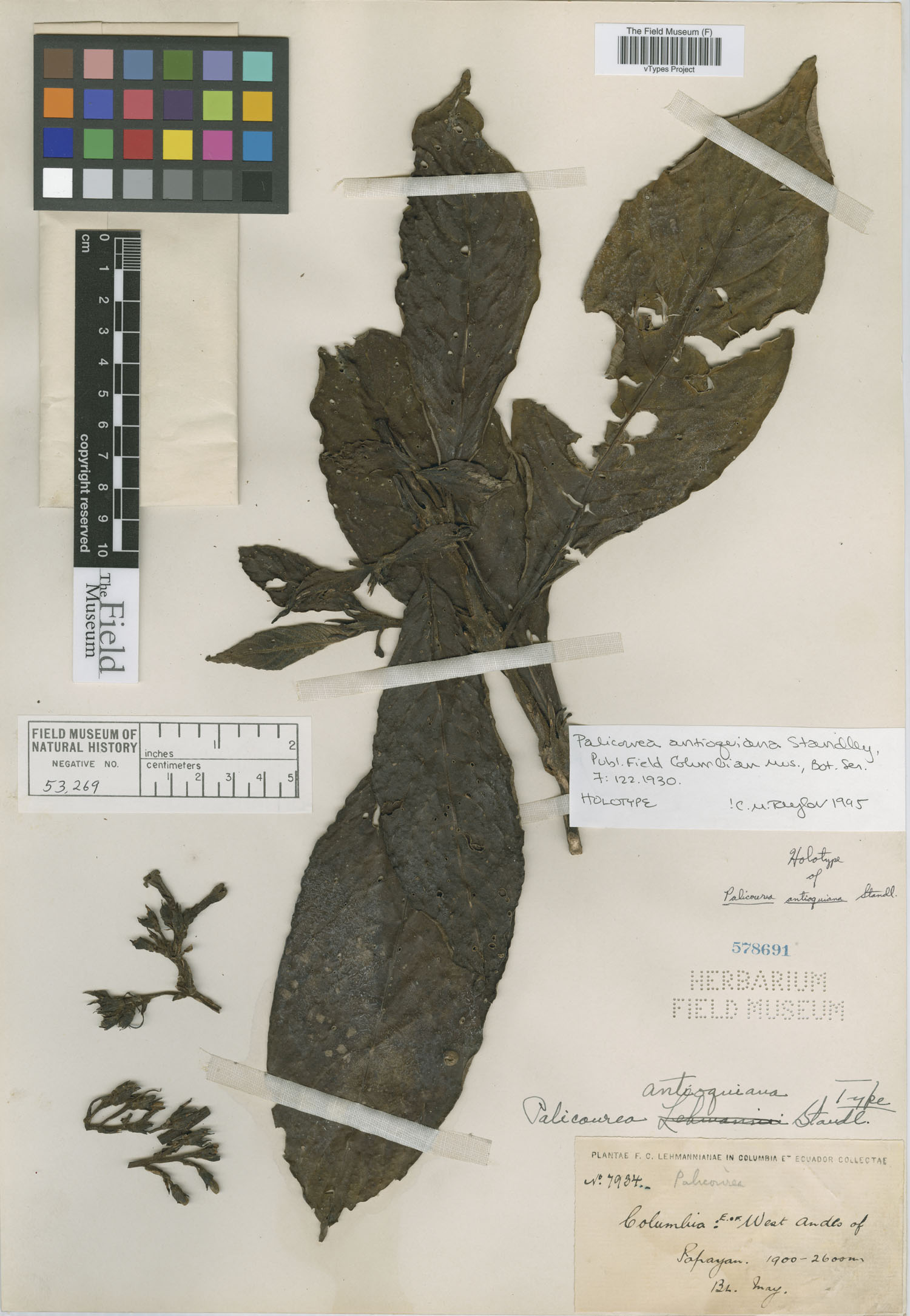 Palicourea antioquiana image