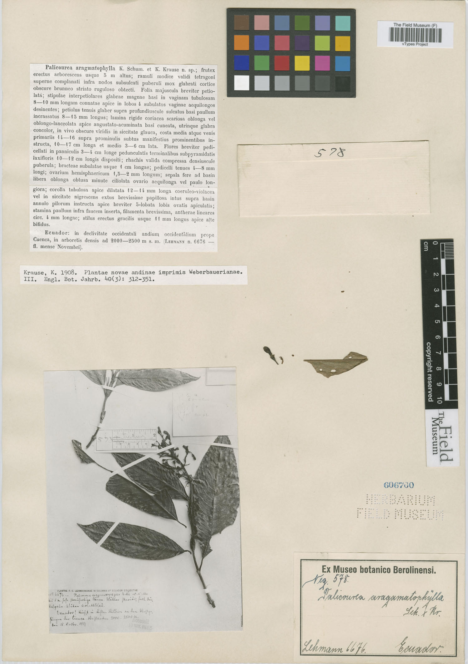 Palicourea aragmatophylla image