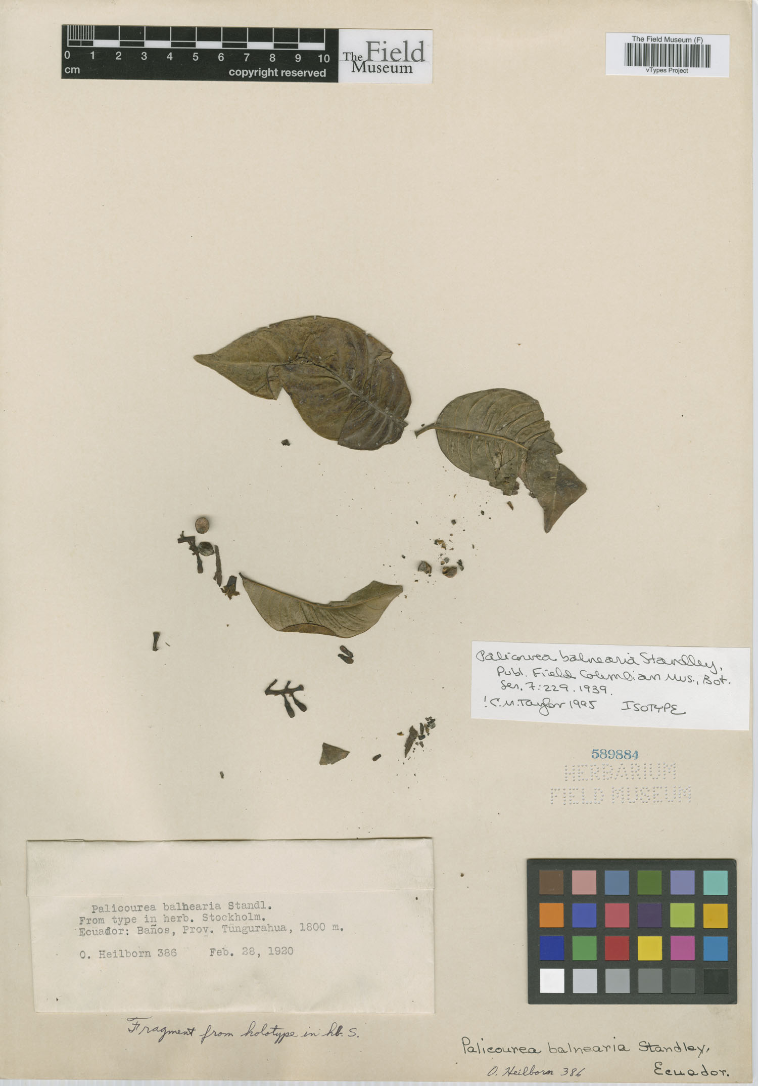 Palicourea balnearia image