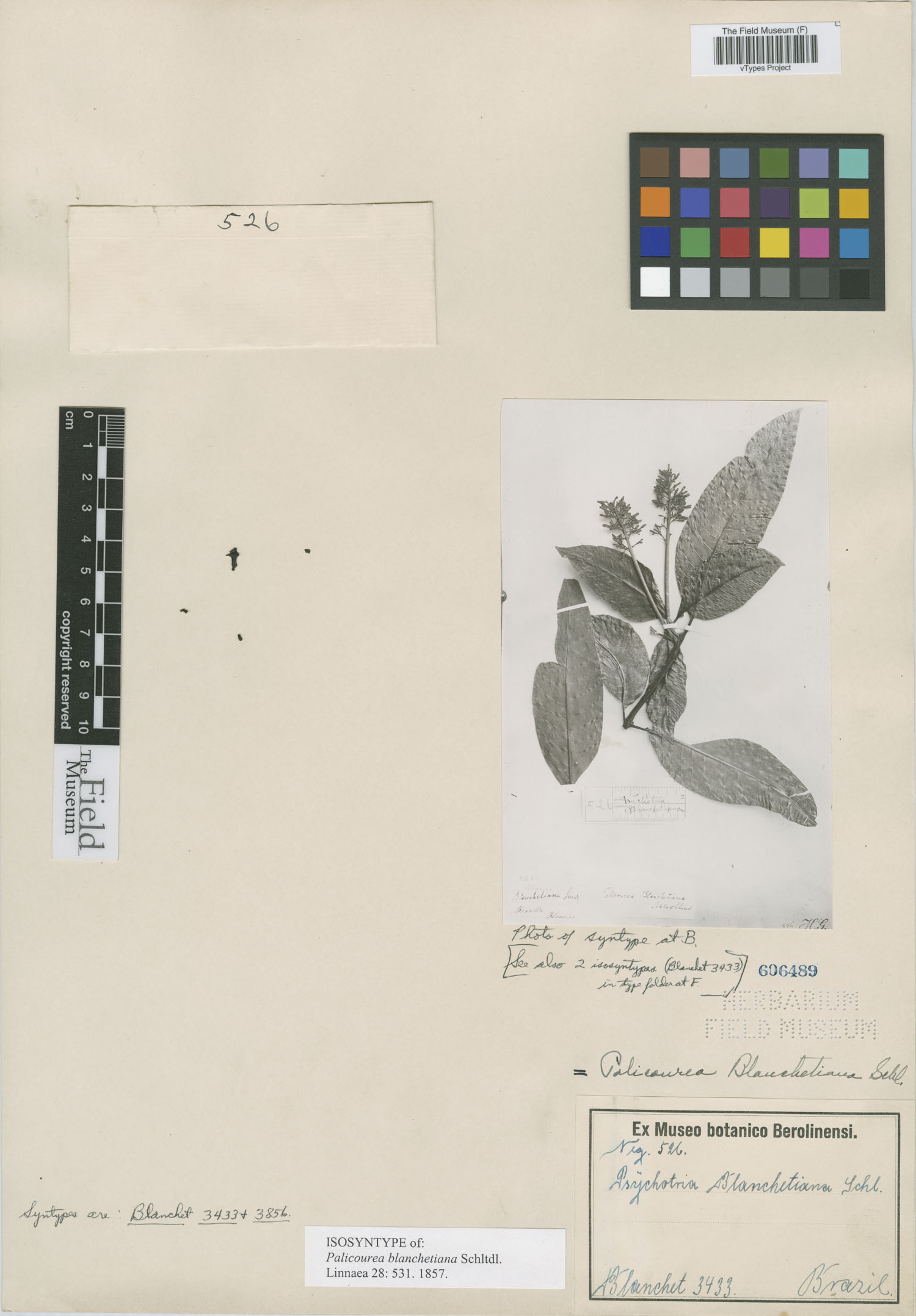 Palicourea blanchetiana image
