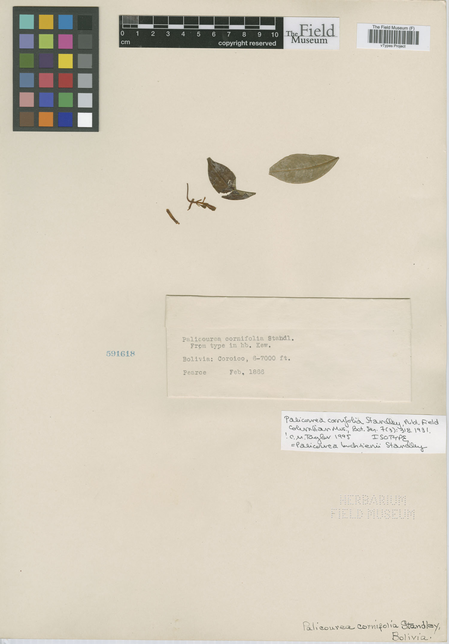 Palicourea cornifolia image