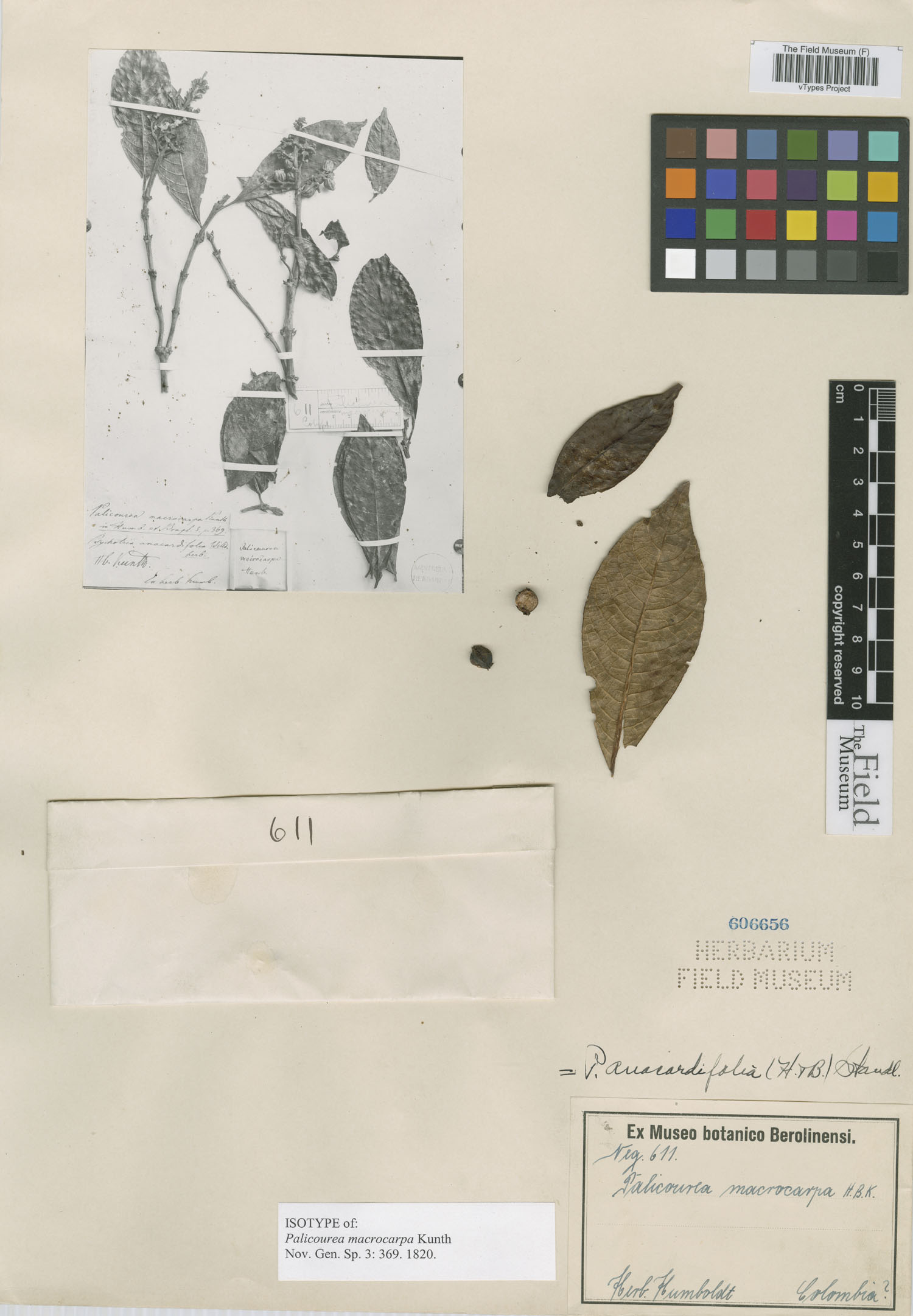 Palicourea anacardiifolia image
