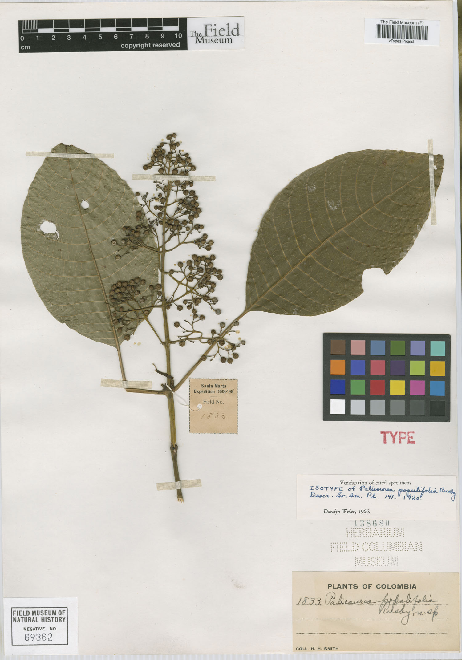 Palicourea populifolia image