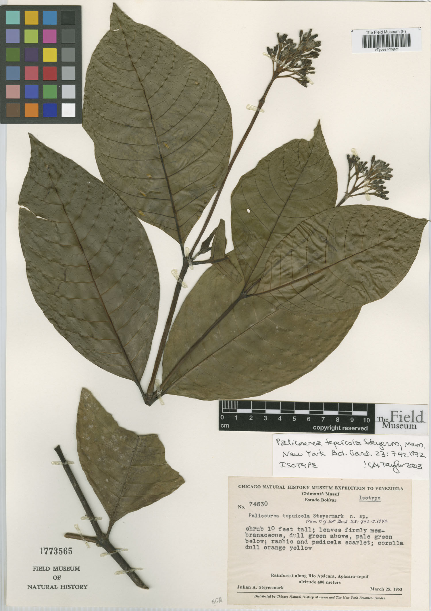 Palicourea tepuicola image