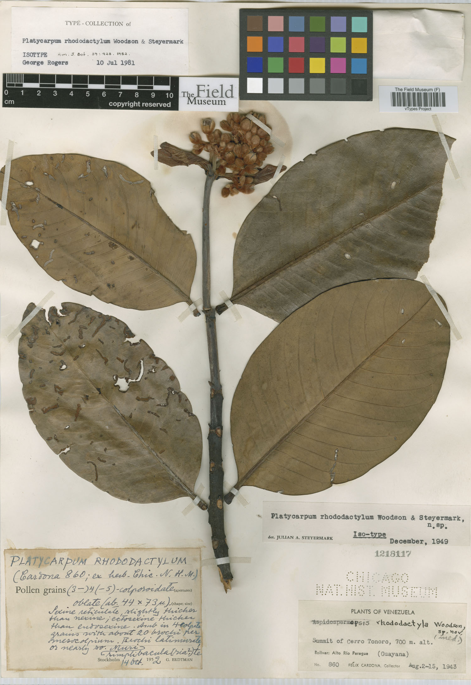 Platycarpum image