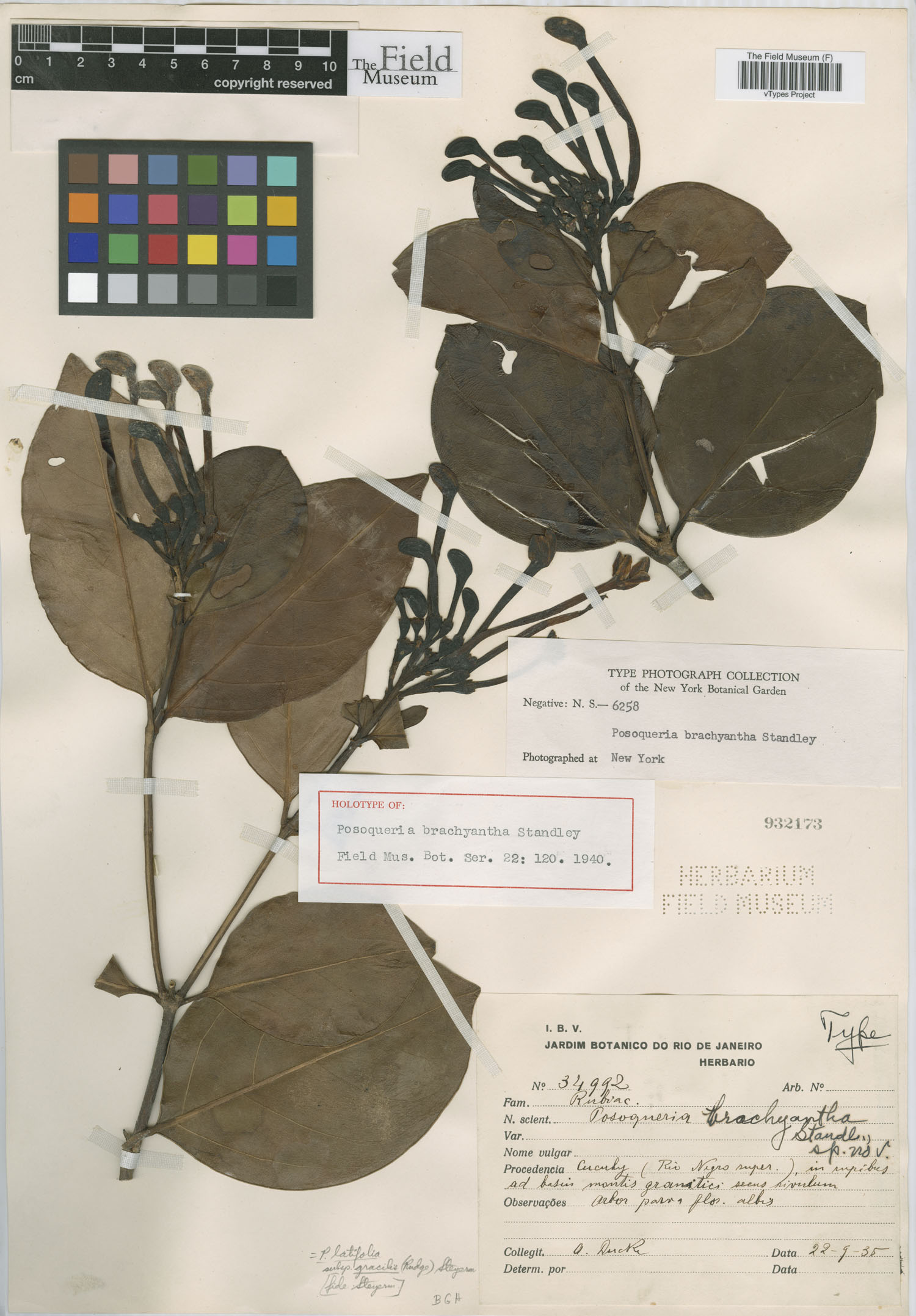 Posoqueria latifolia subsp. gracilis image