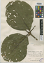 Posoqueria coriacea subsp. formosa image