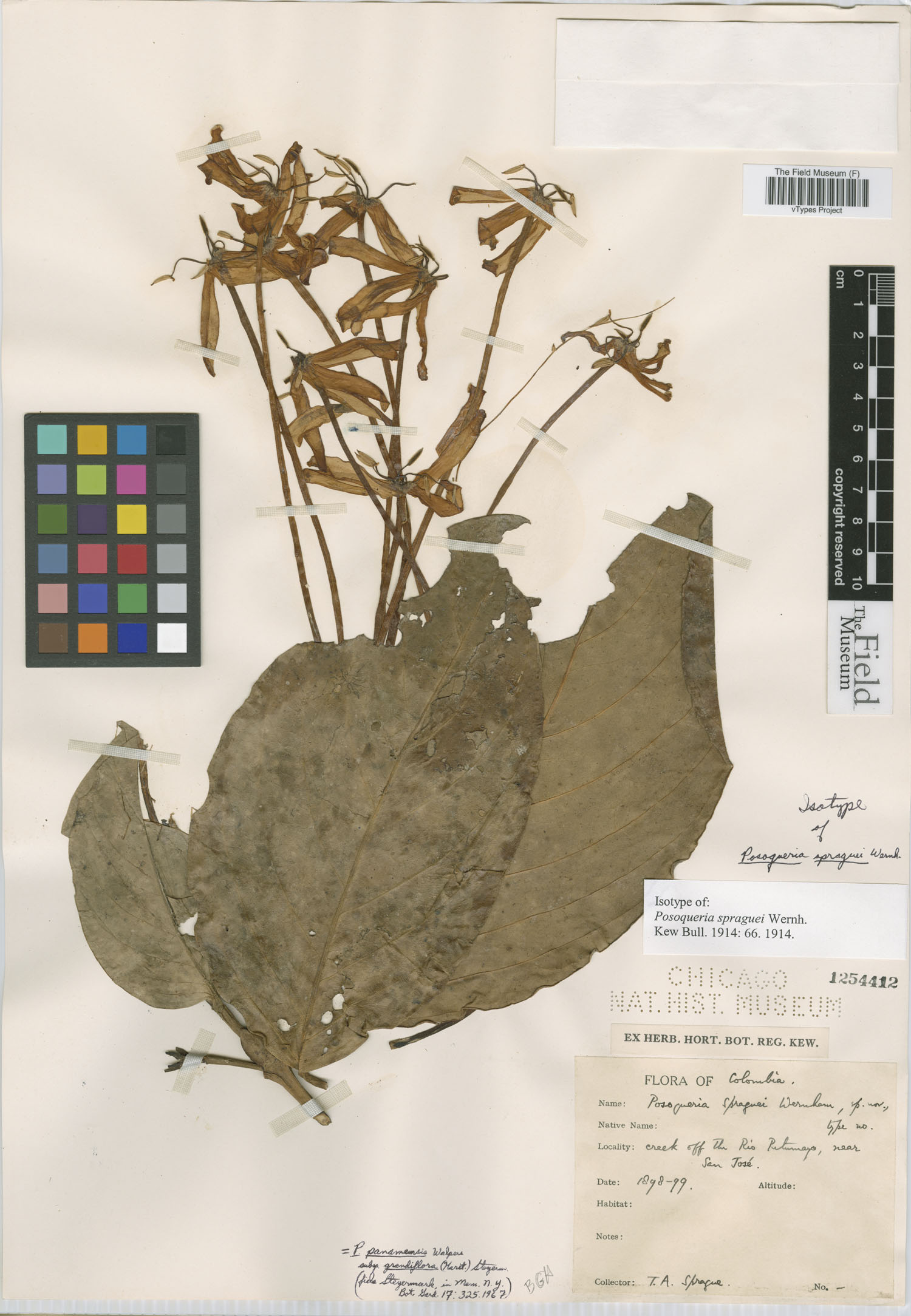 Posoqueria latifolia subsp. latifolia image