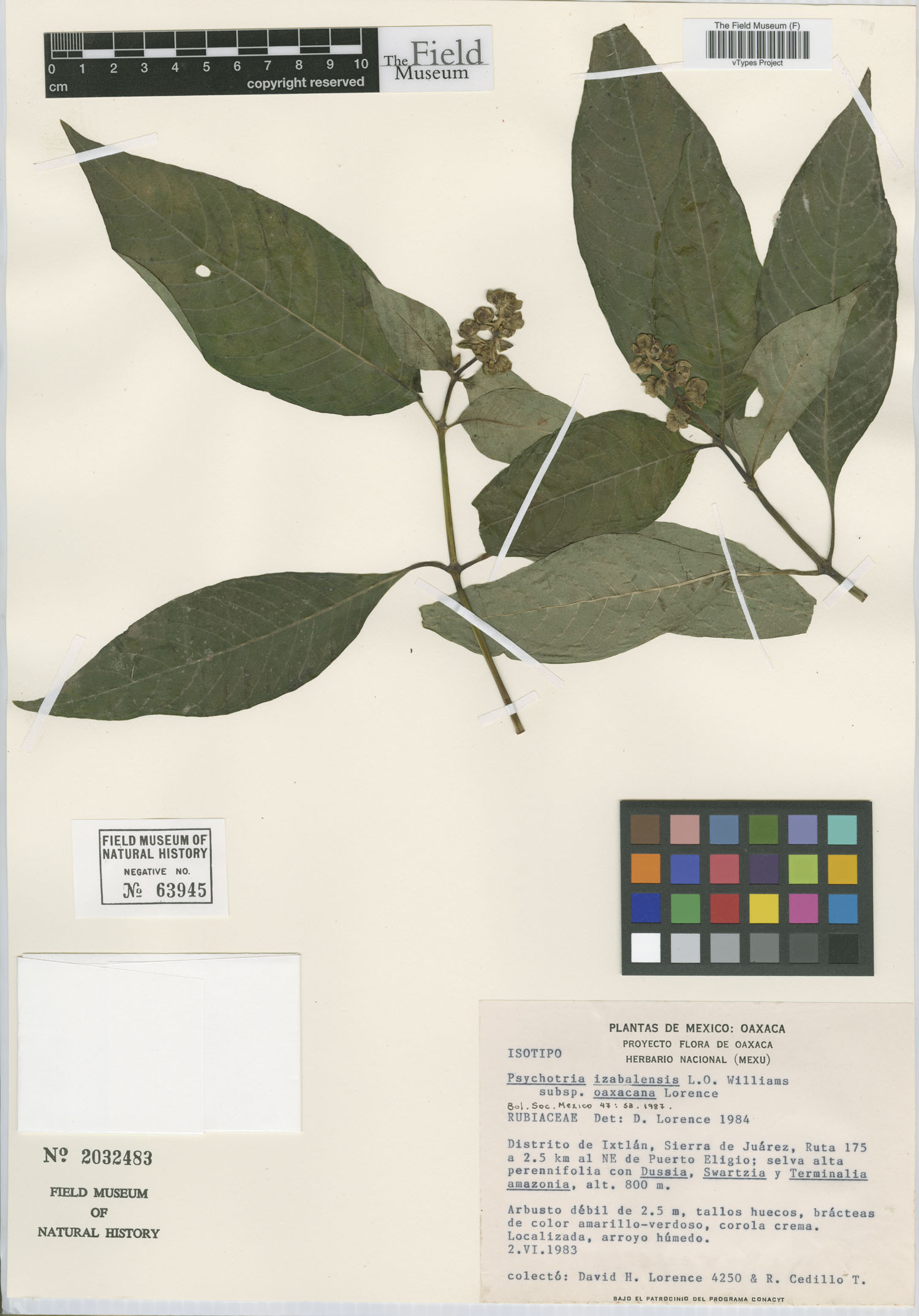 Psychotria izabalensis image