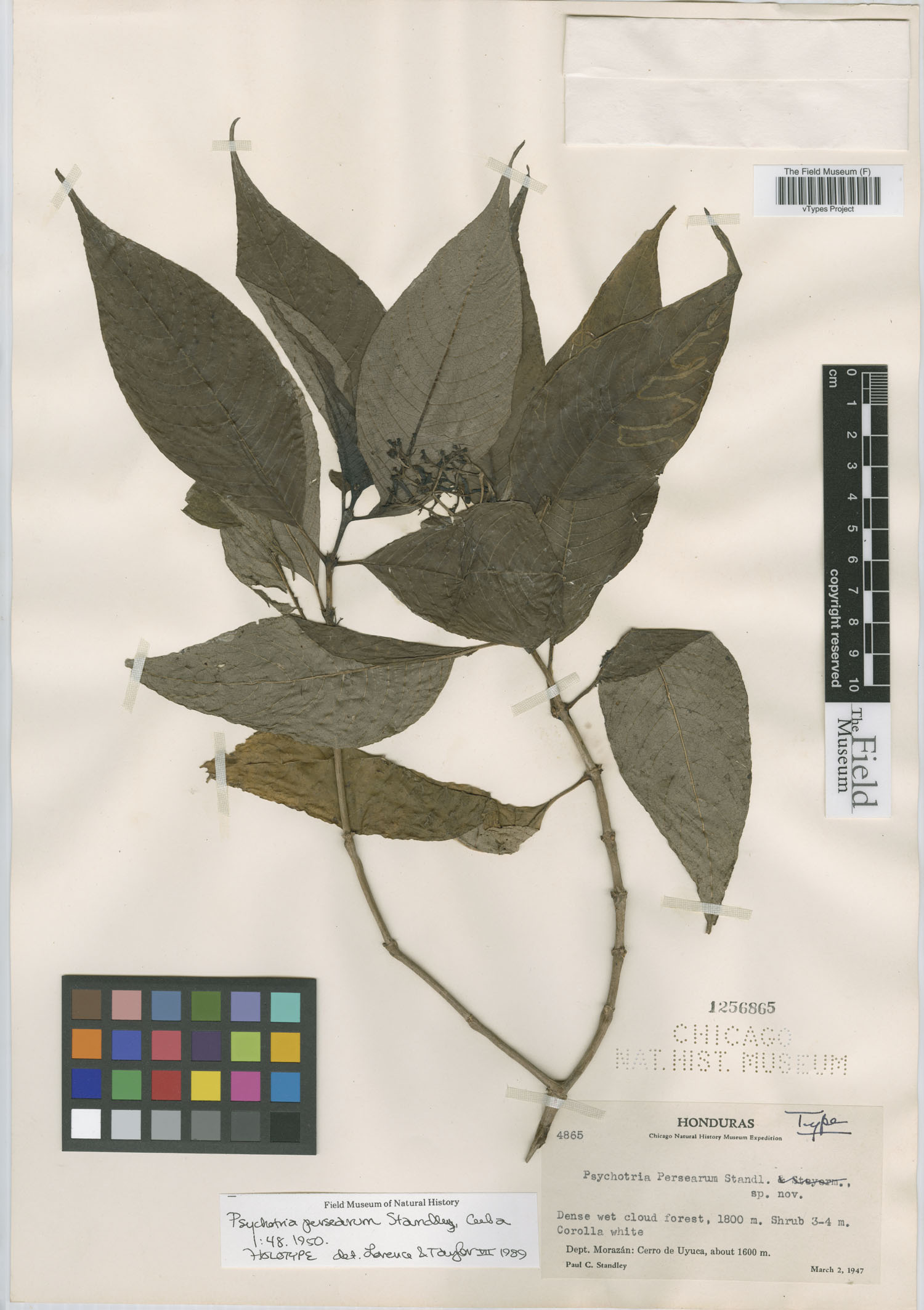 Palicourea persearum image
