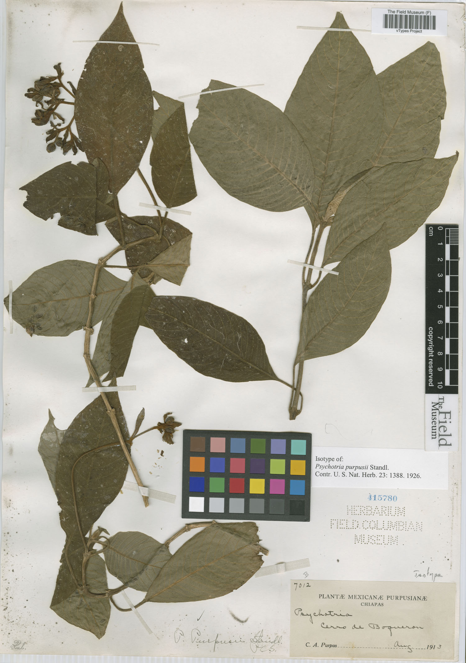 Psychotria purpusii image