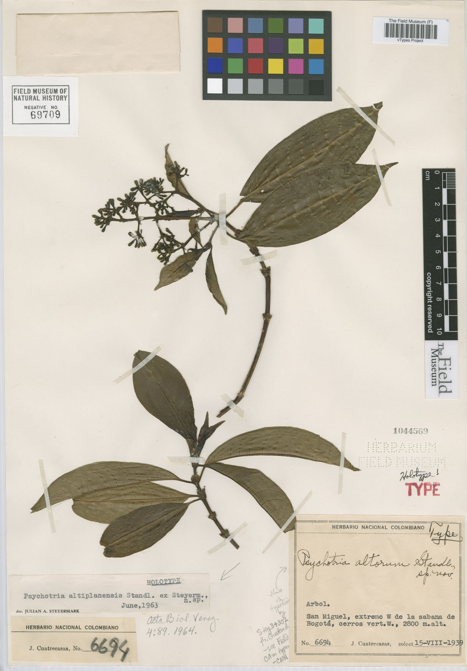 Psychotria altiplanensis image