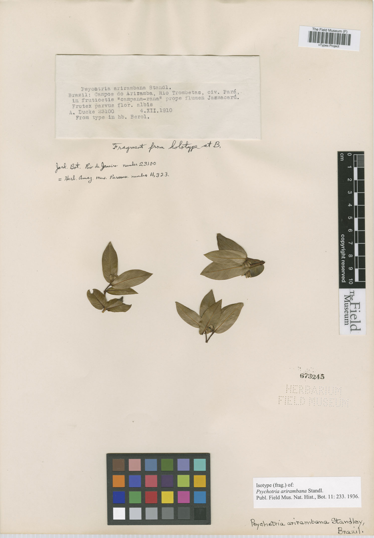 Psychotria arirambana image