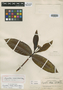 Psychotria blakei image