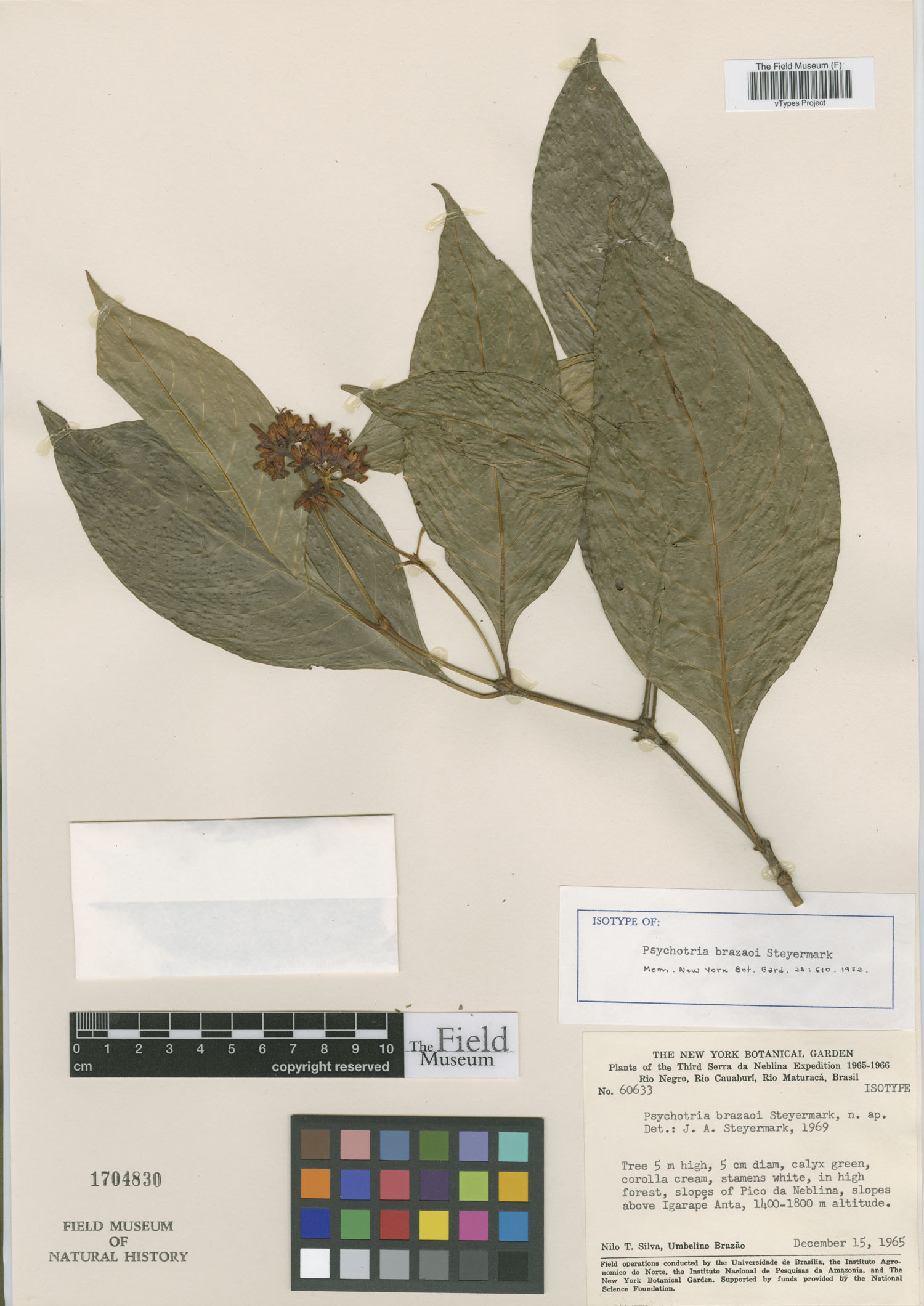 Psychotria brazaoi image