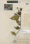 Psychotria everardii image