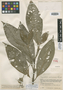 Psychotria campyloneuroides image