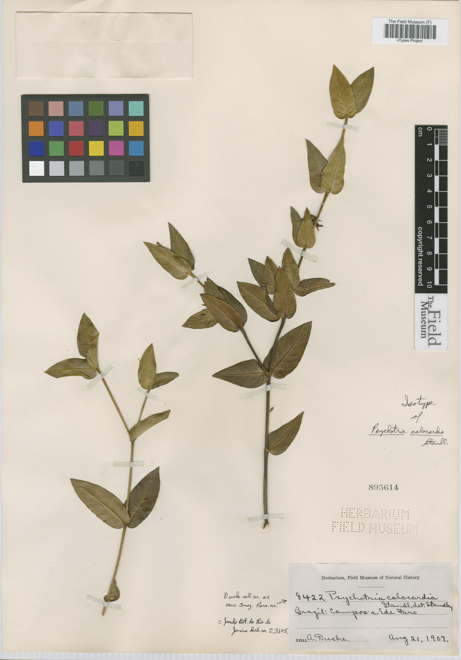 Psychotria calocardia image