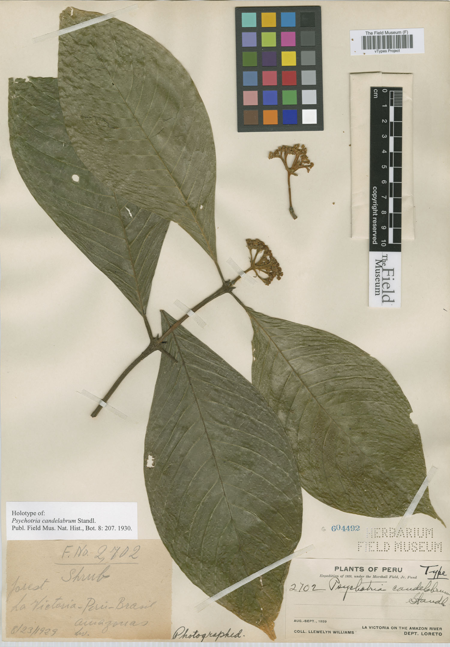 Psychotria candelabrum image
