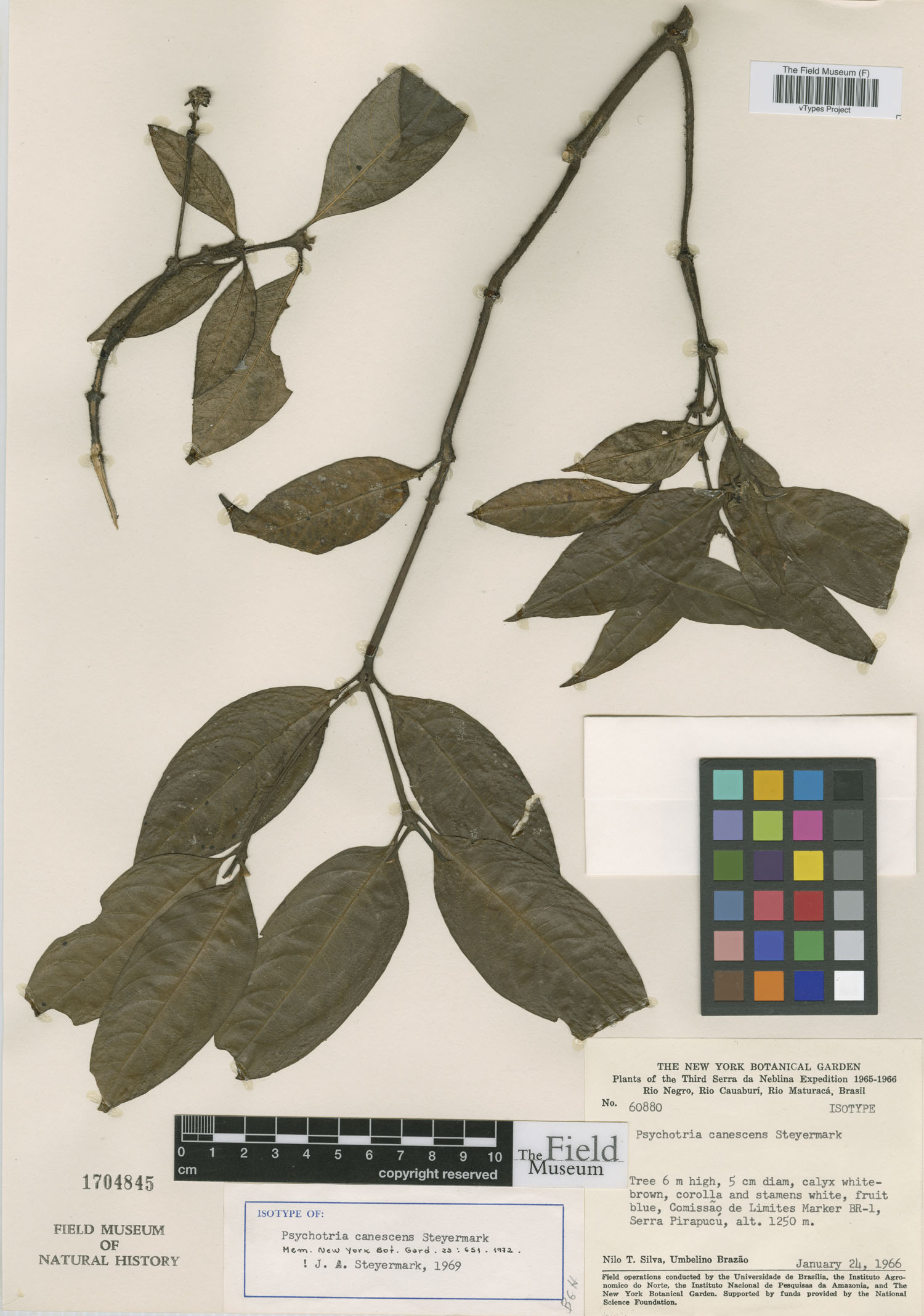 Psychotria canescens image