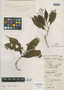 Psychotria chaponiana image