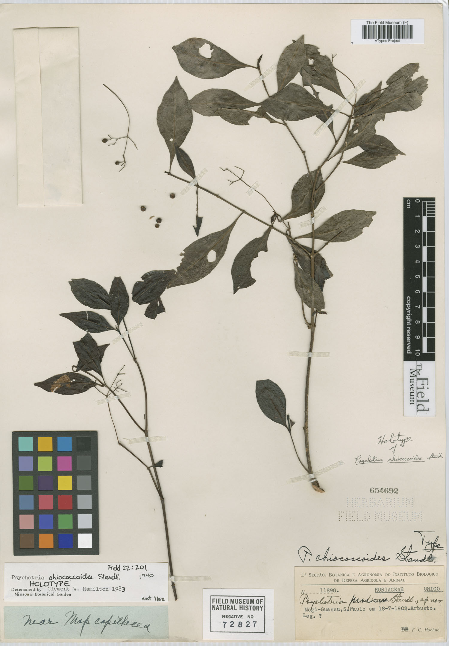 Psychotria capillacea image