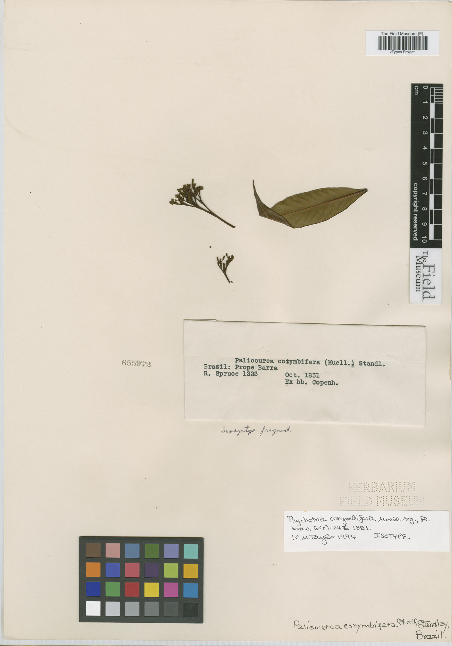 Psychotria corymbifera image