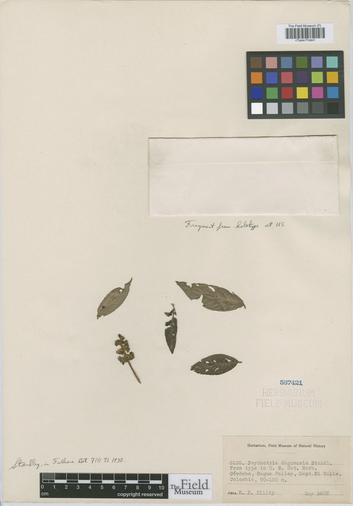 Psychotria daguensis image