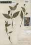 Psychotria duidana image