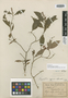 Psychotria eggersii image