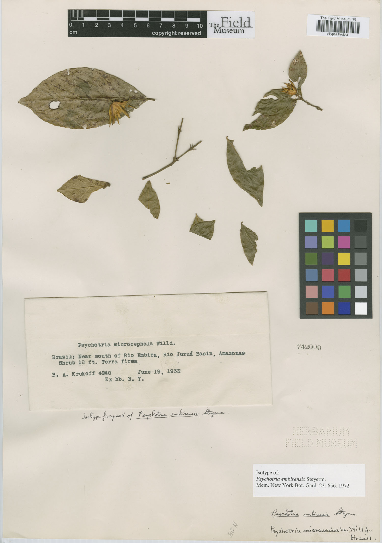 Psychotria embirensis image