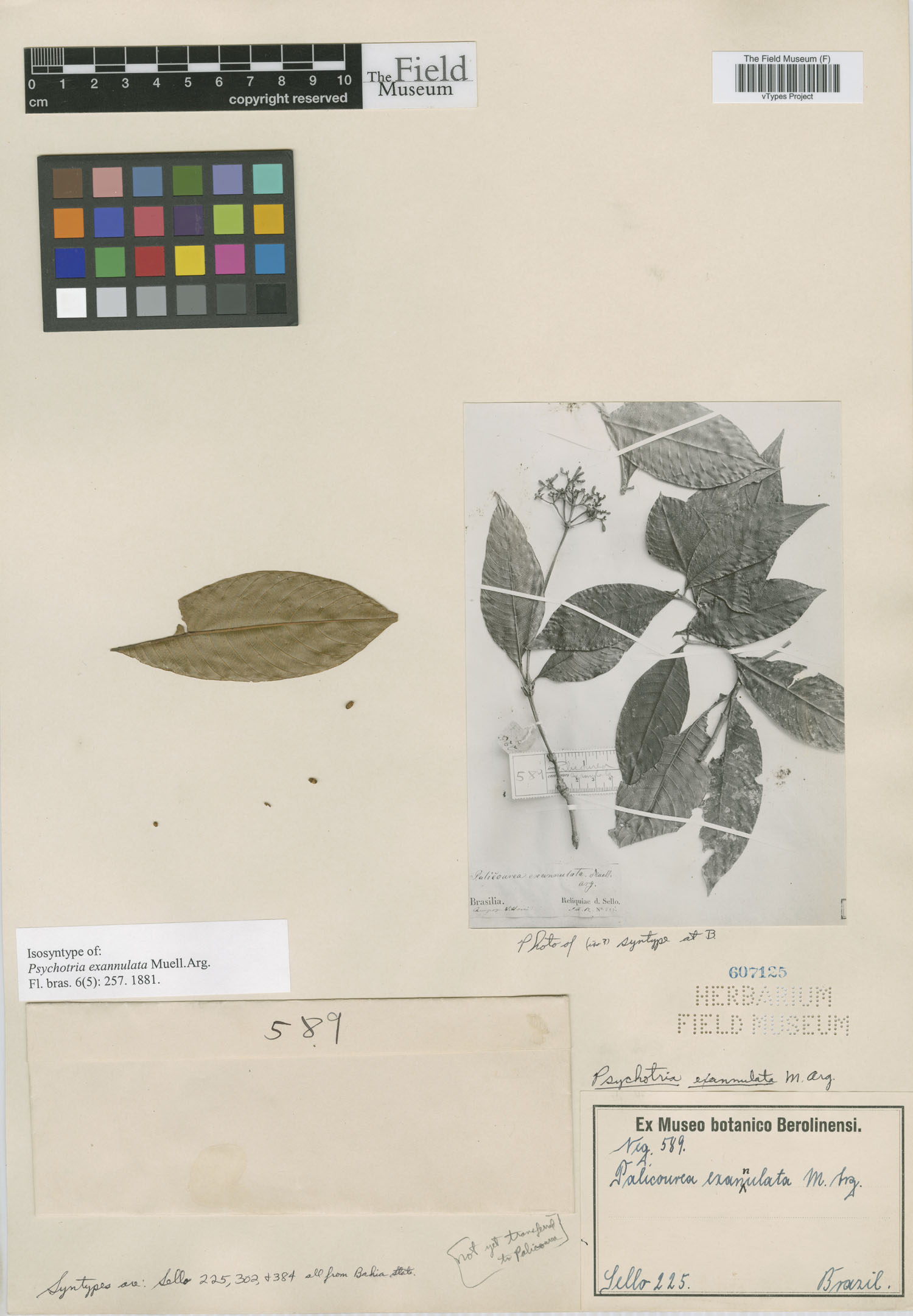 Psychotria exannulata image
