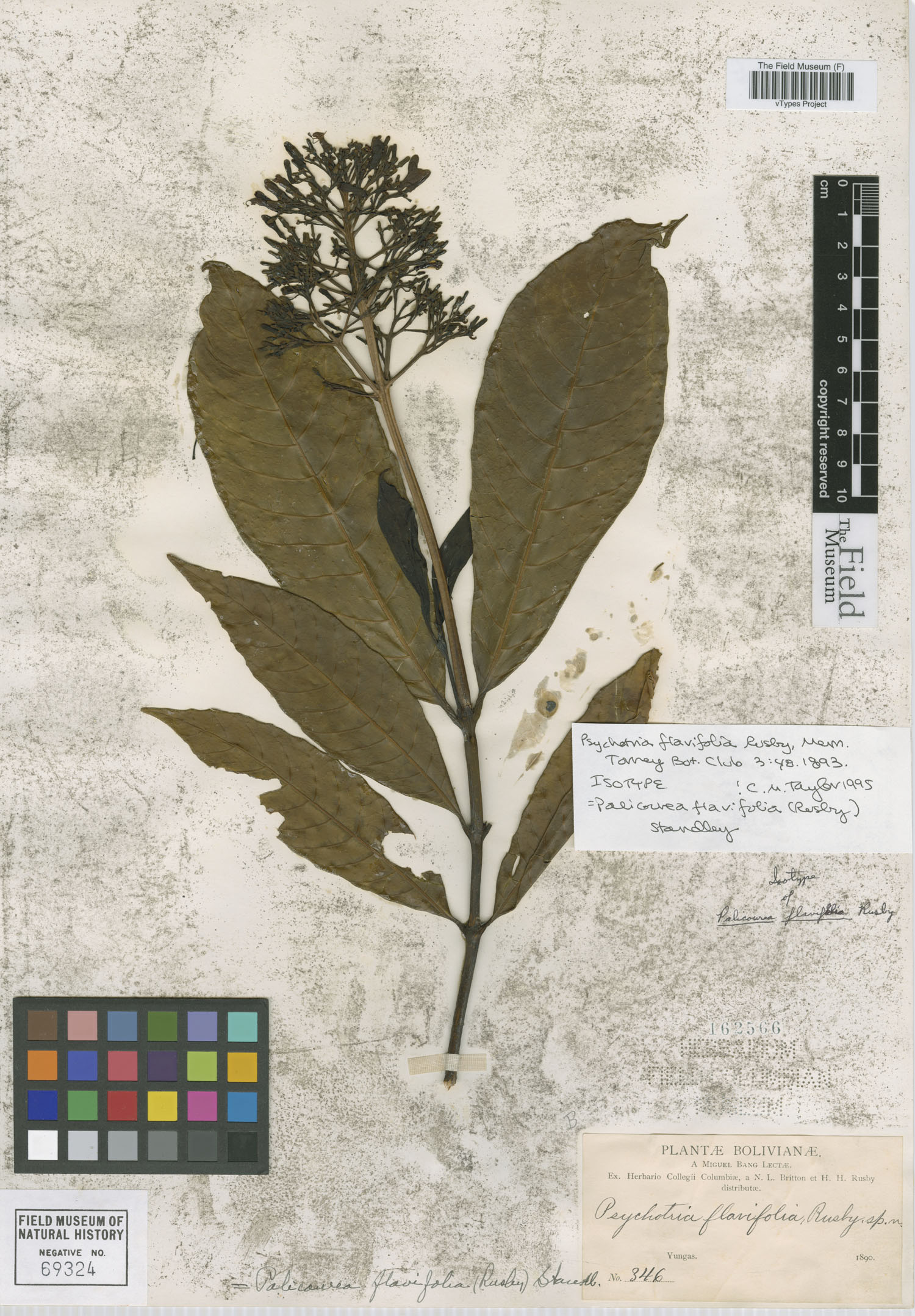Psychotria flavifolia image