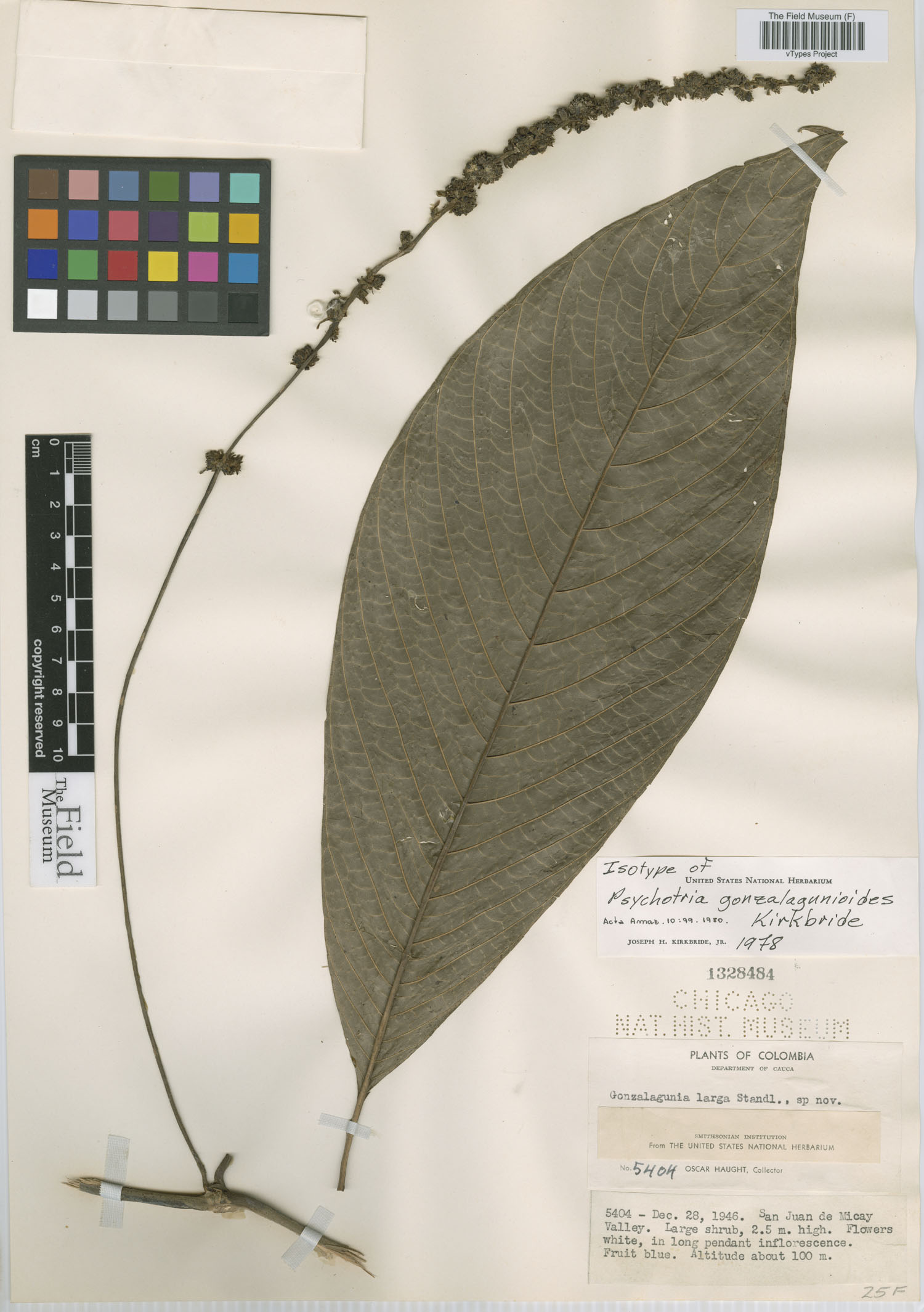 Psychotria gonzalagunioides image