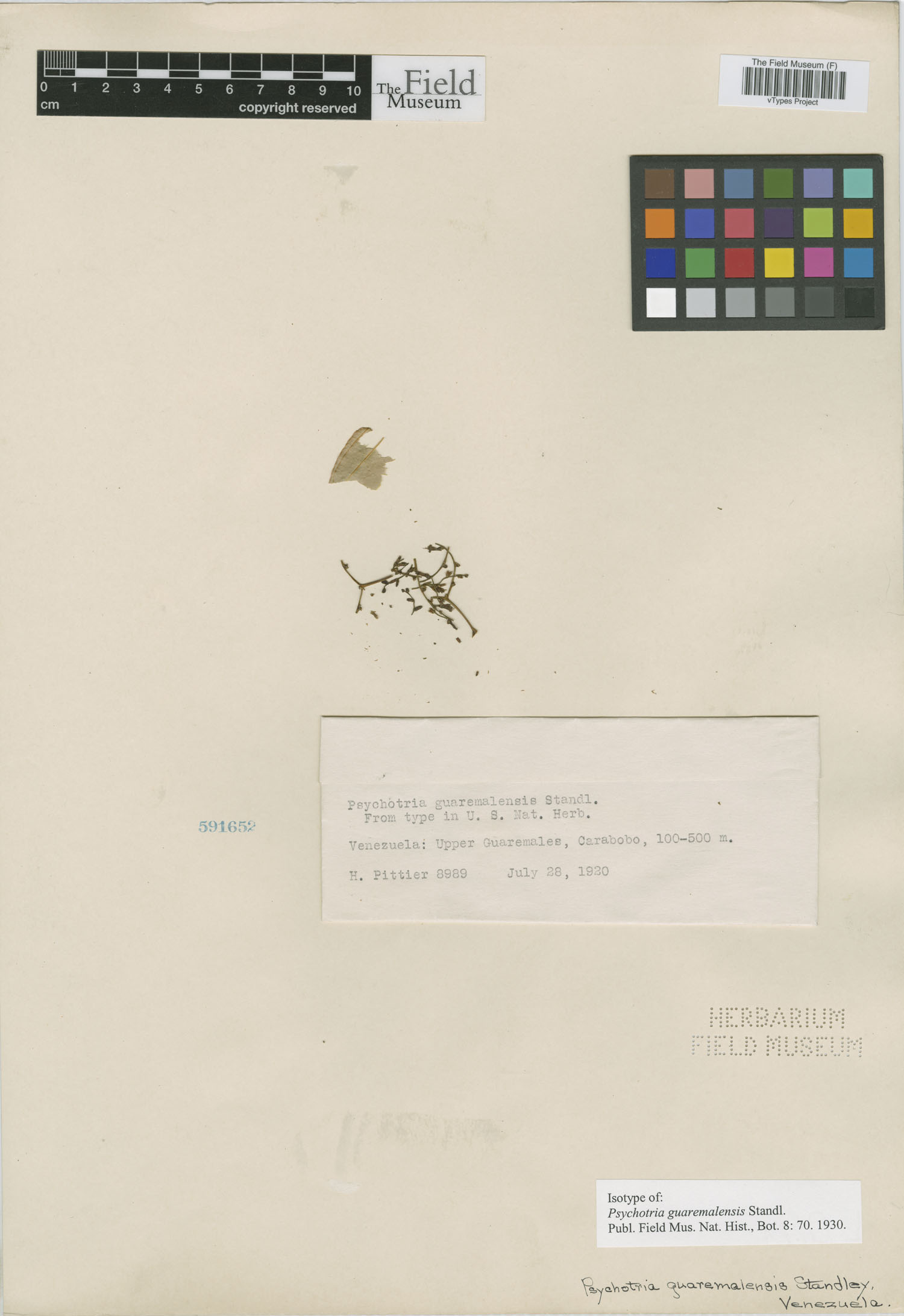Psychotria guaremalensis image