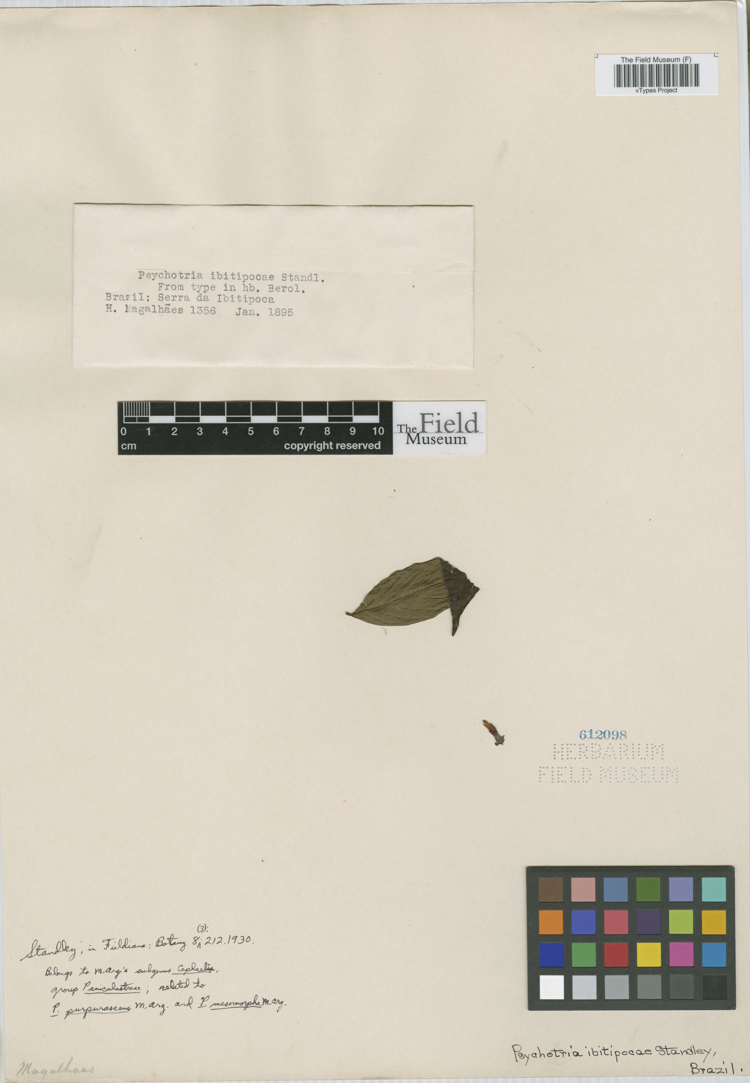 Psychotria ibitipocae image