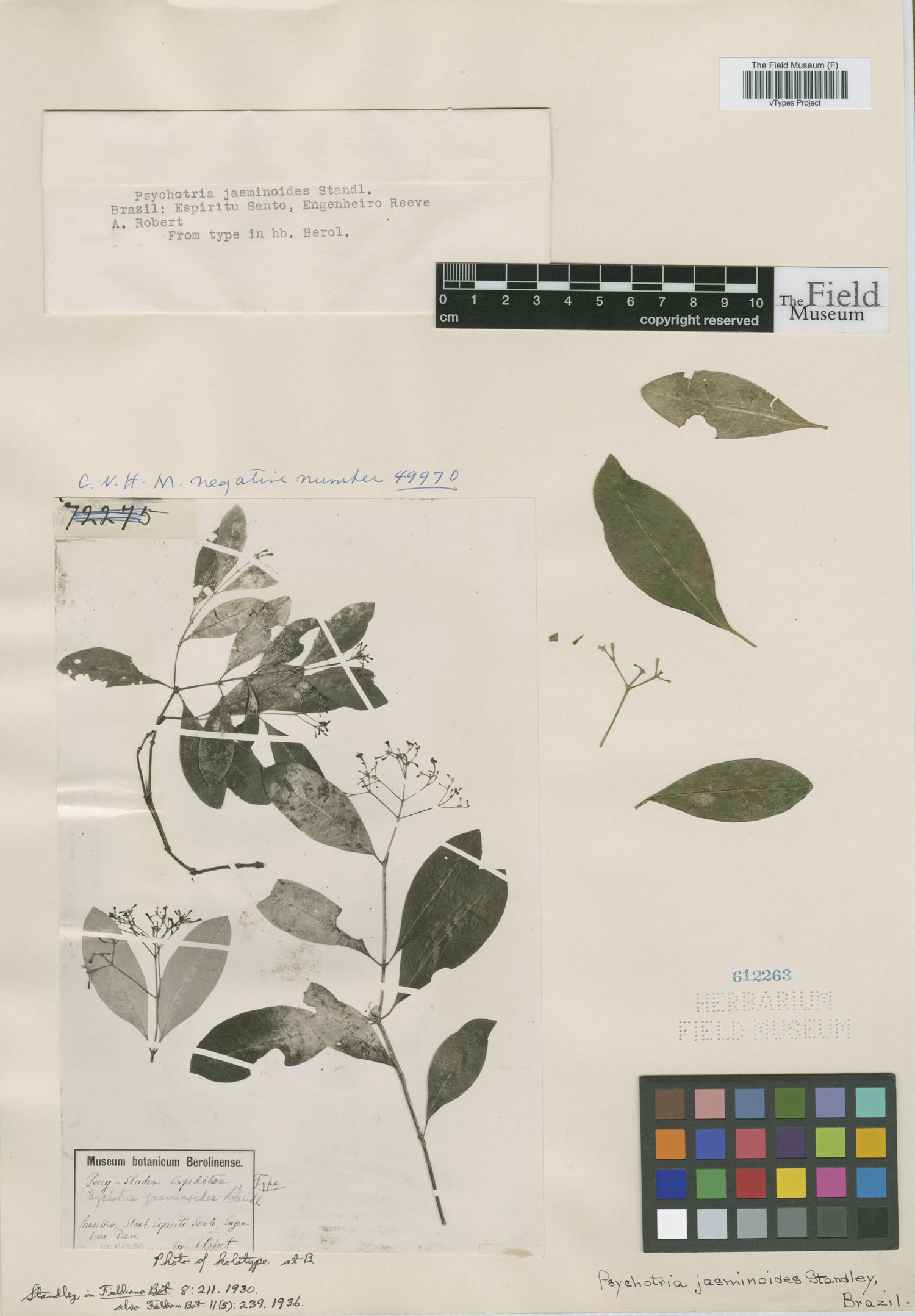 Psychotria jasminoides image