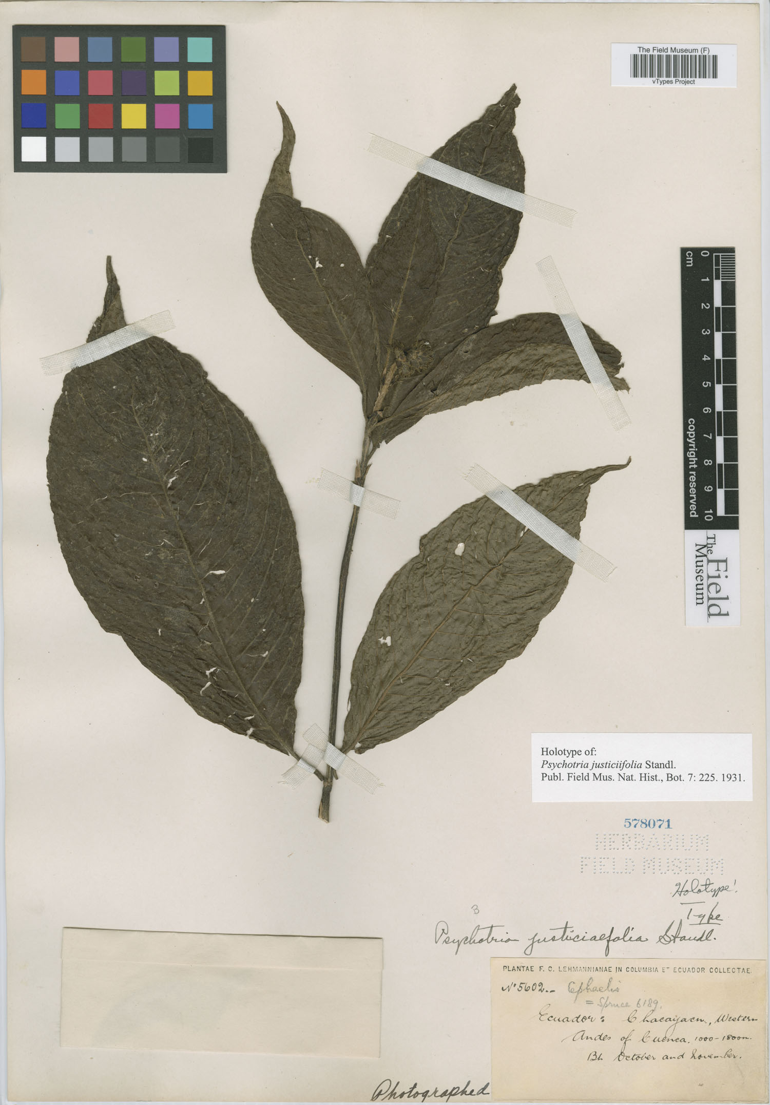 Psychotria justiciifolia image