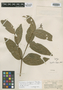 Psychotria loefgrenii image