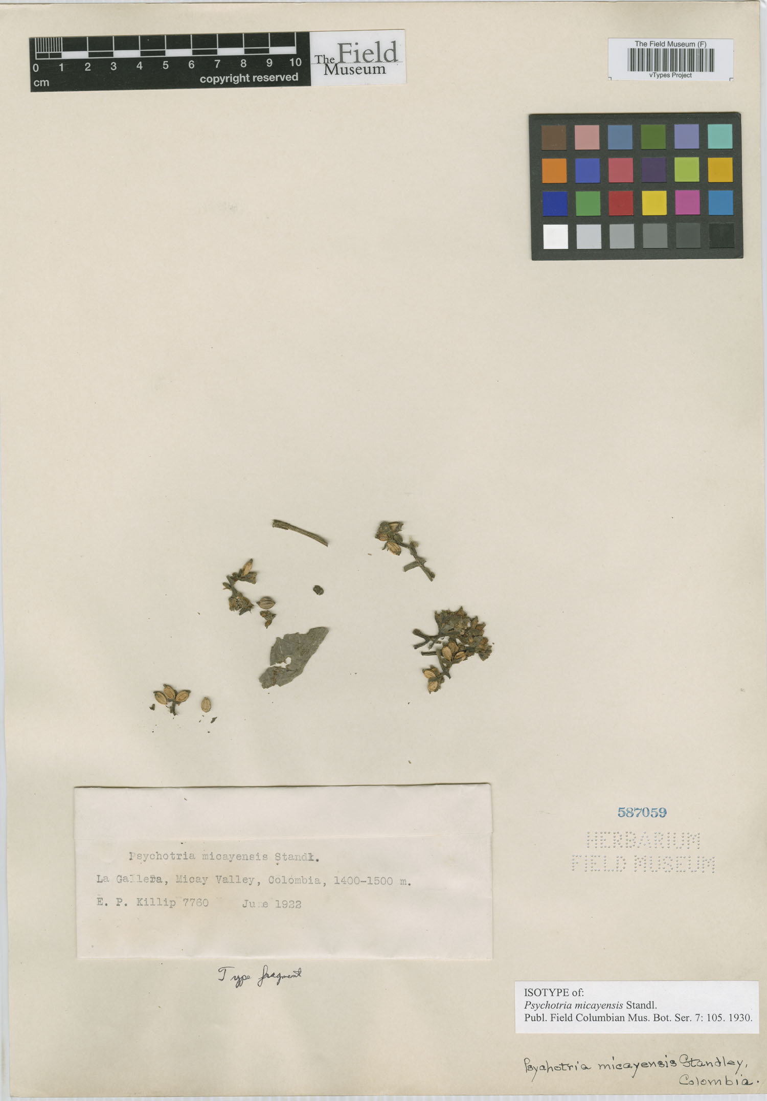 Psychotria micayensis image