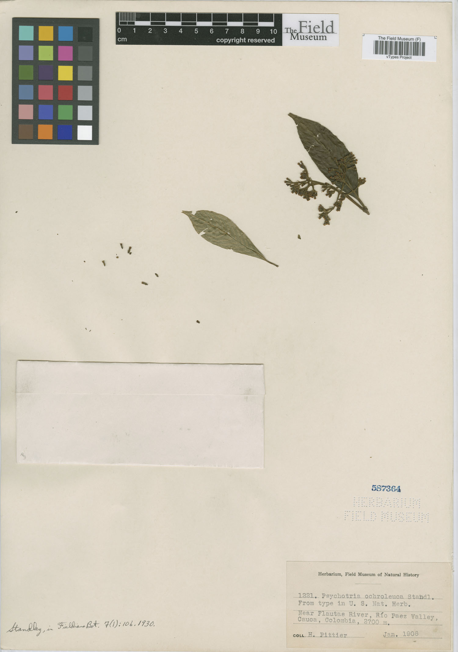 Psychotria ochroleuca image