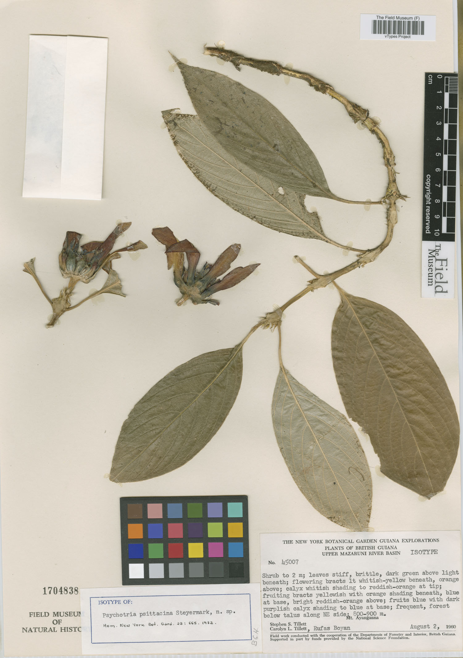 Psychotria psittacina image