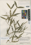 Psychotria imthurniana image